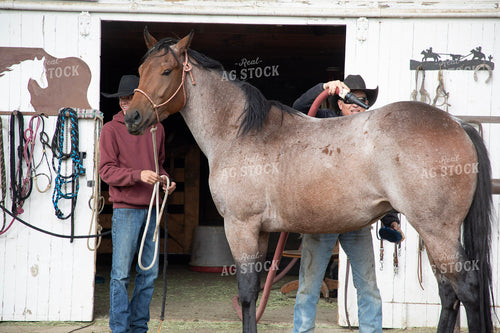 Ranchers Tacking Horse 117156