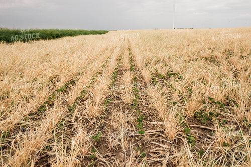 Soybeans Growing in Cover Crop 67347