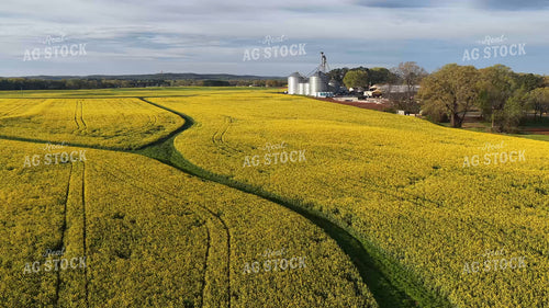 Canola Field and Grain Bin Site 79894
