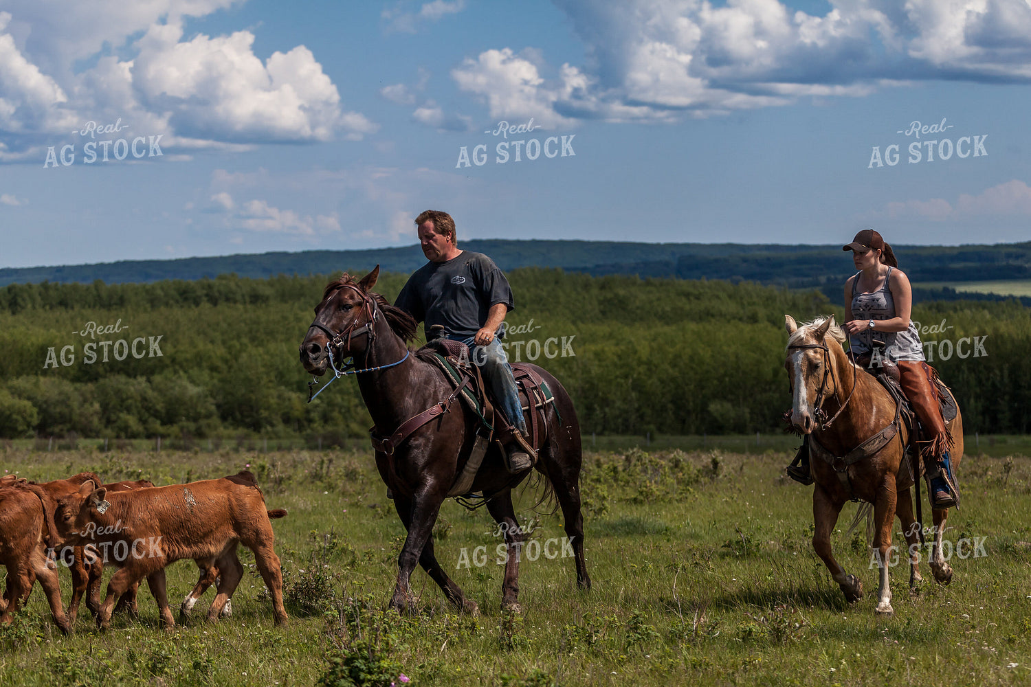 Moving Cattle 138119