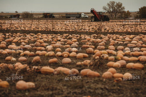 Food Pumpkin Harvest 3550