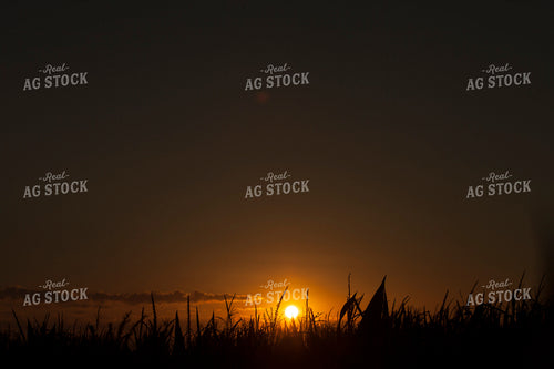 Corn - Mid-Season 1280