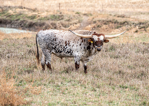 Longhorn Cattle 193003