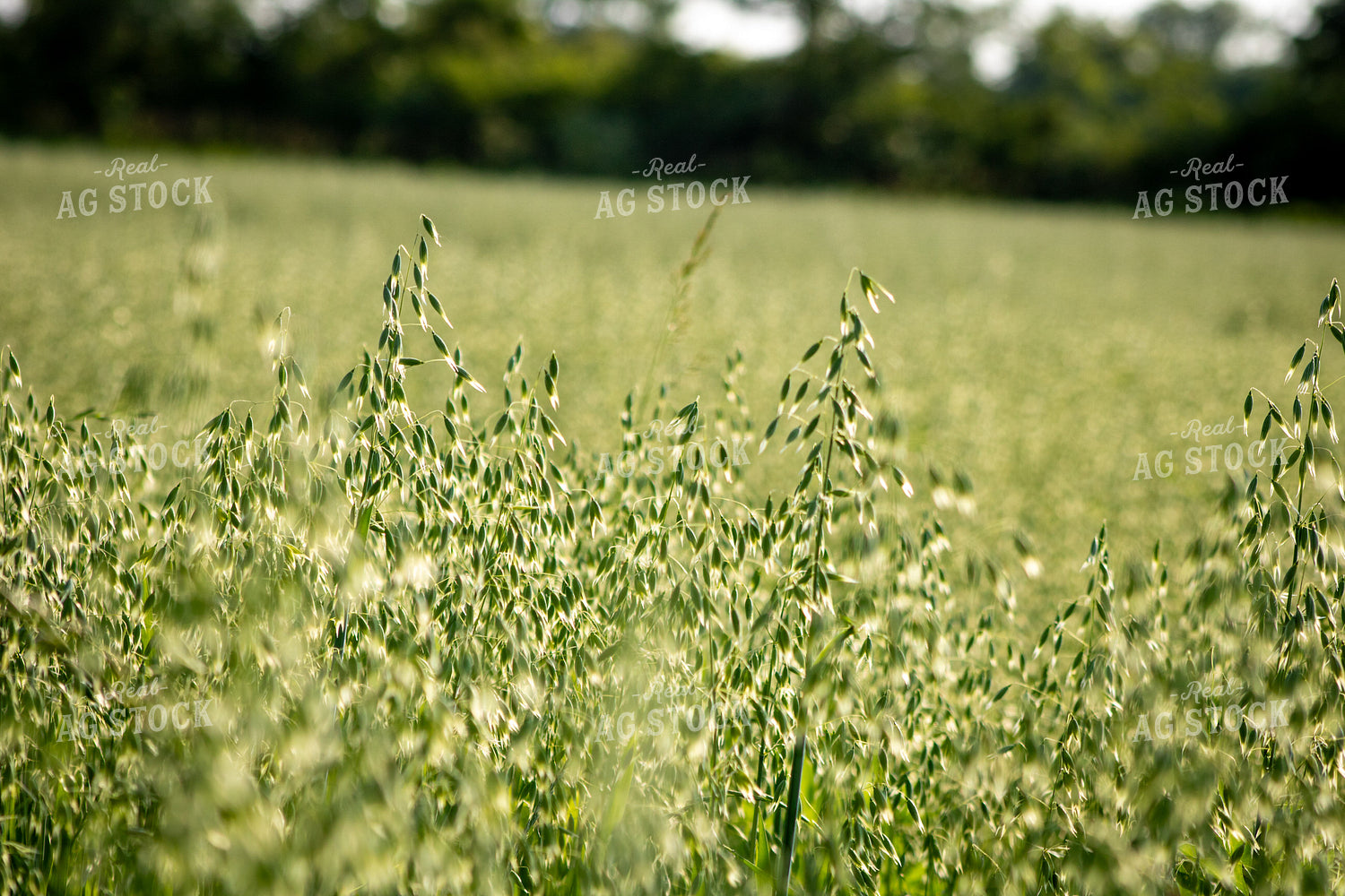 Midseason Oats 214235