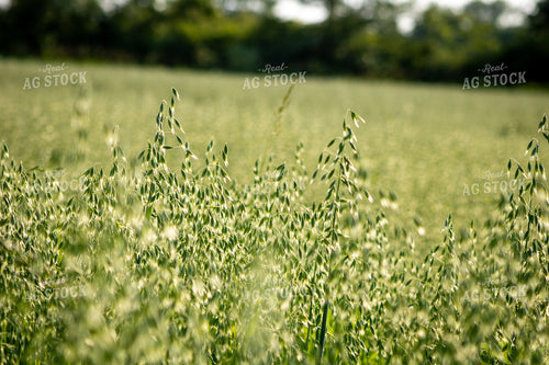 Midseason Oats 214235