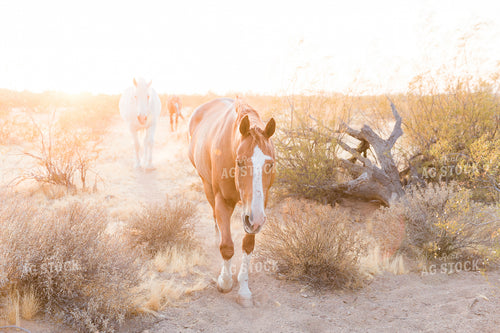Horse 184014