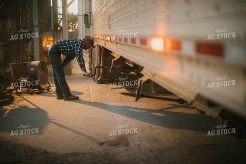Farmer Unloading Soybeans From Semi Trailer 5145