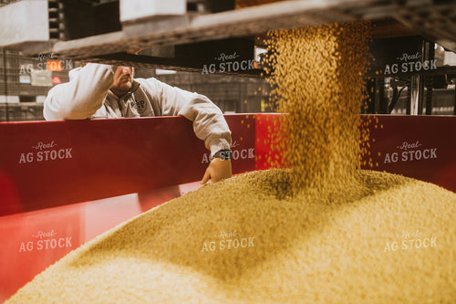 Man Emptying Soybean Seed Bulk Bin 5362
