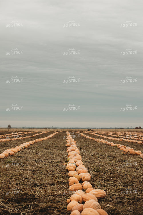 Food Pumpkins 3562