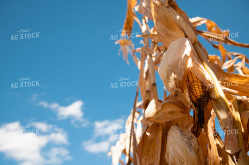 Dried Corn 25939