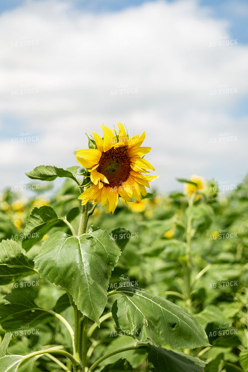 Sunflower 155294