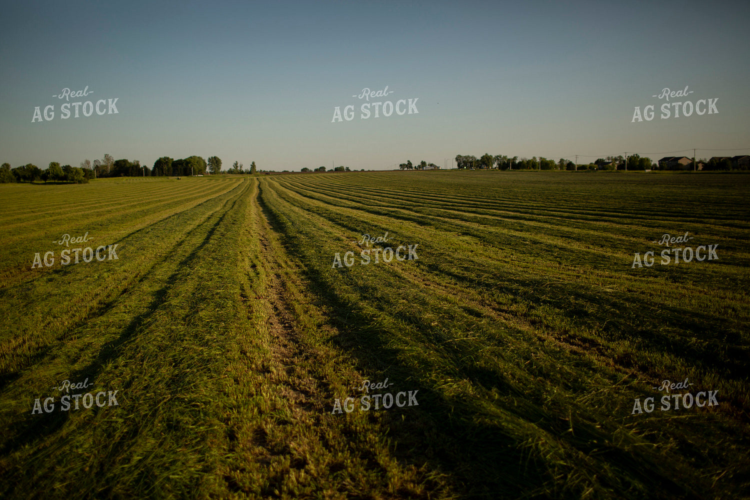 Cutting Hay 4931