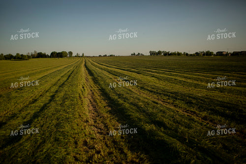 Cutting Hay 4931