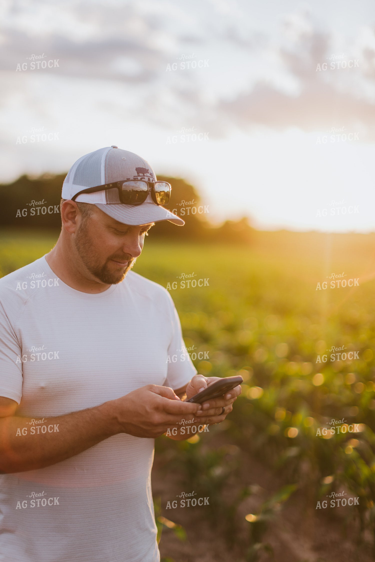 Farmer Looking at Phone in Cornfield 8822