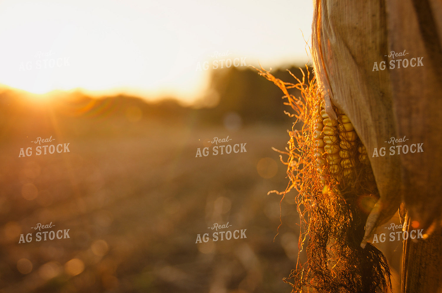 Mature Ear of Corn 137034