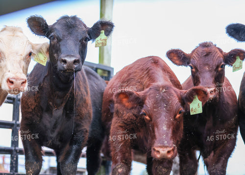 Cattle on Pasture 160209