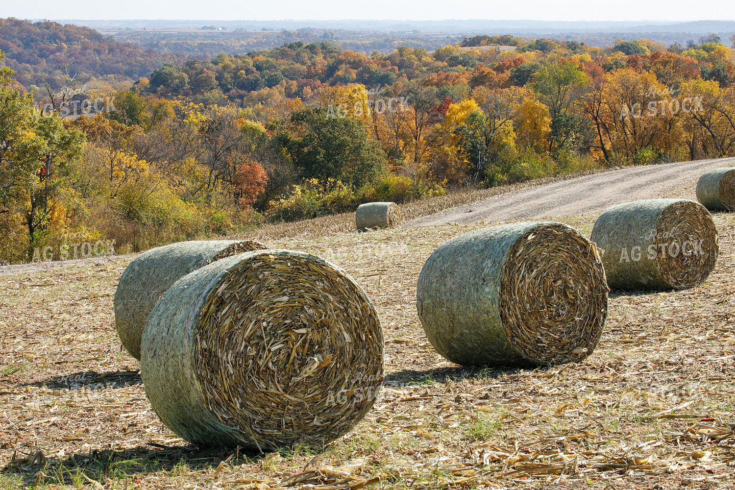 Corn Stalk Bales 145084