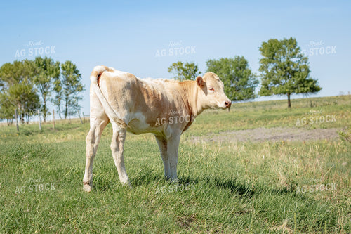 Longhorn Calf 155310