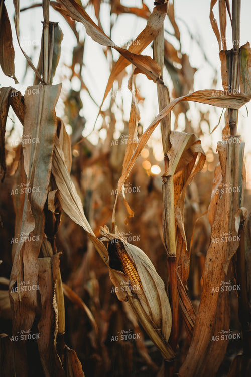 Dried Ear of Corn 3425