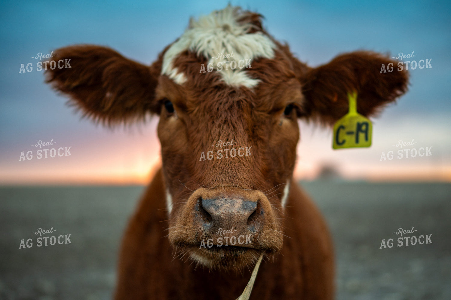 Cow 211000
