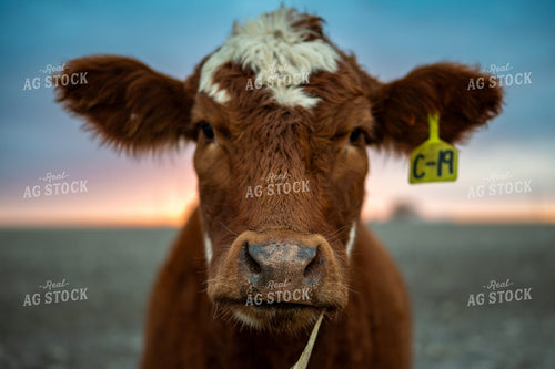 Cow 211000