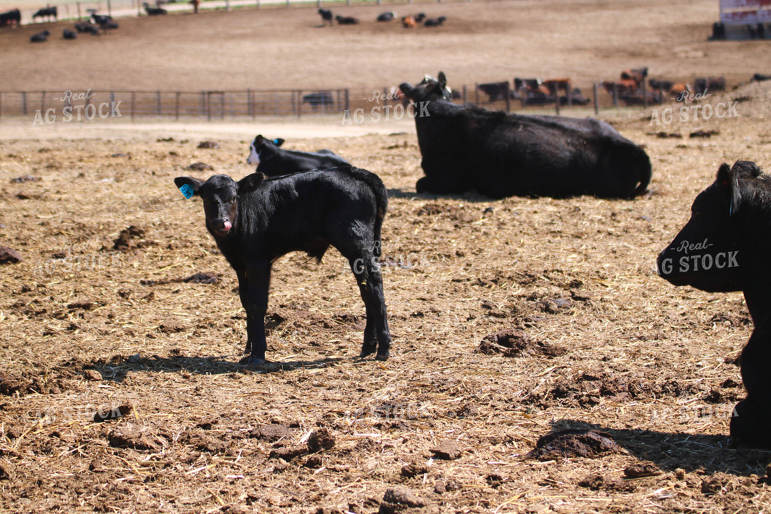 Black Angus Calf 82427
