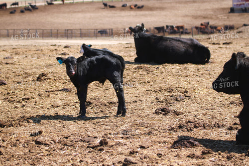 Black Angus Calf 82427