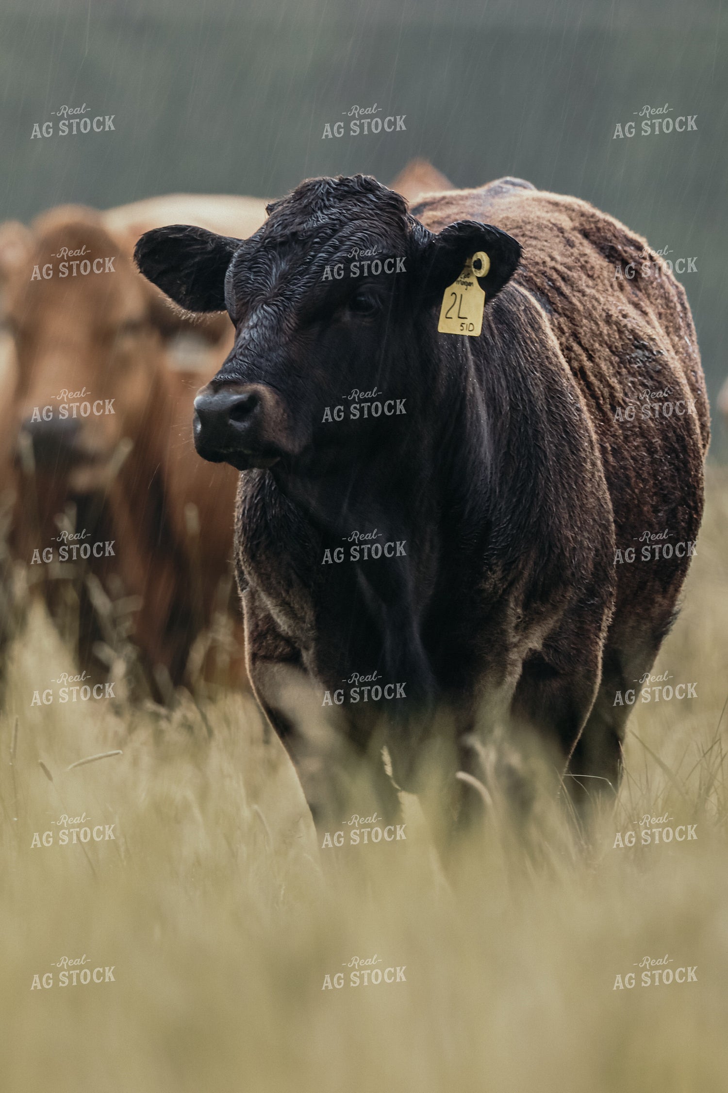 Simmental Cattle 139010
