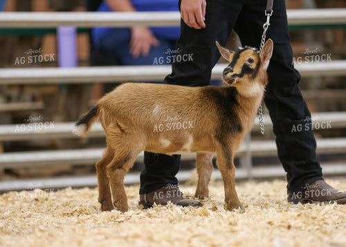 Showing Goats 160276