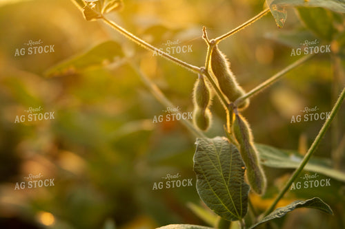 Soybeans - Mid-Season 2385