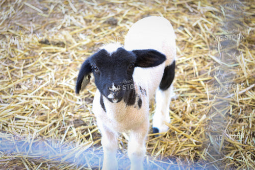 Lamb 84249