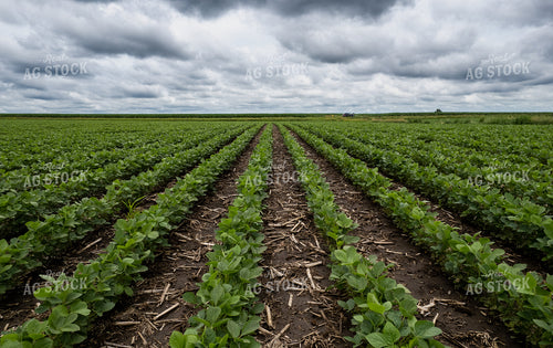 Mid-Season Soybeans 92007