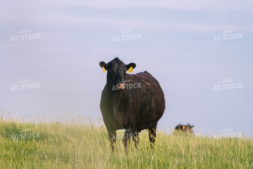 Black Angus Cattle on Pasture 68241