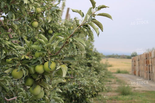 Apple Orchard 198026