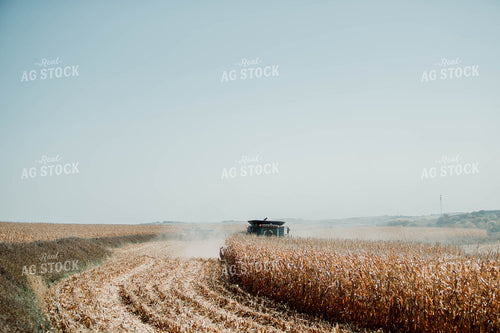 Corn Harvest 77064