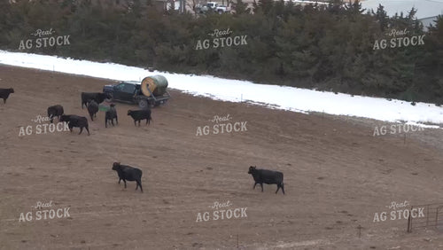 Truck with Bale Bed Feeding Cattle 239157