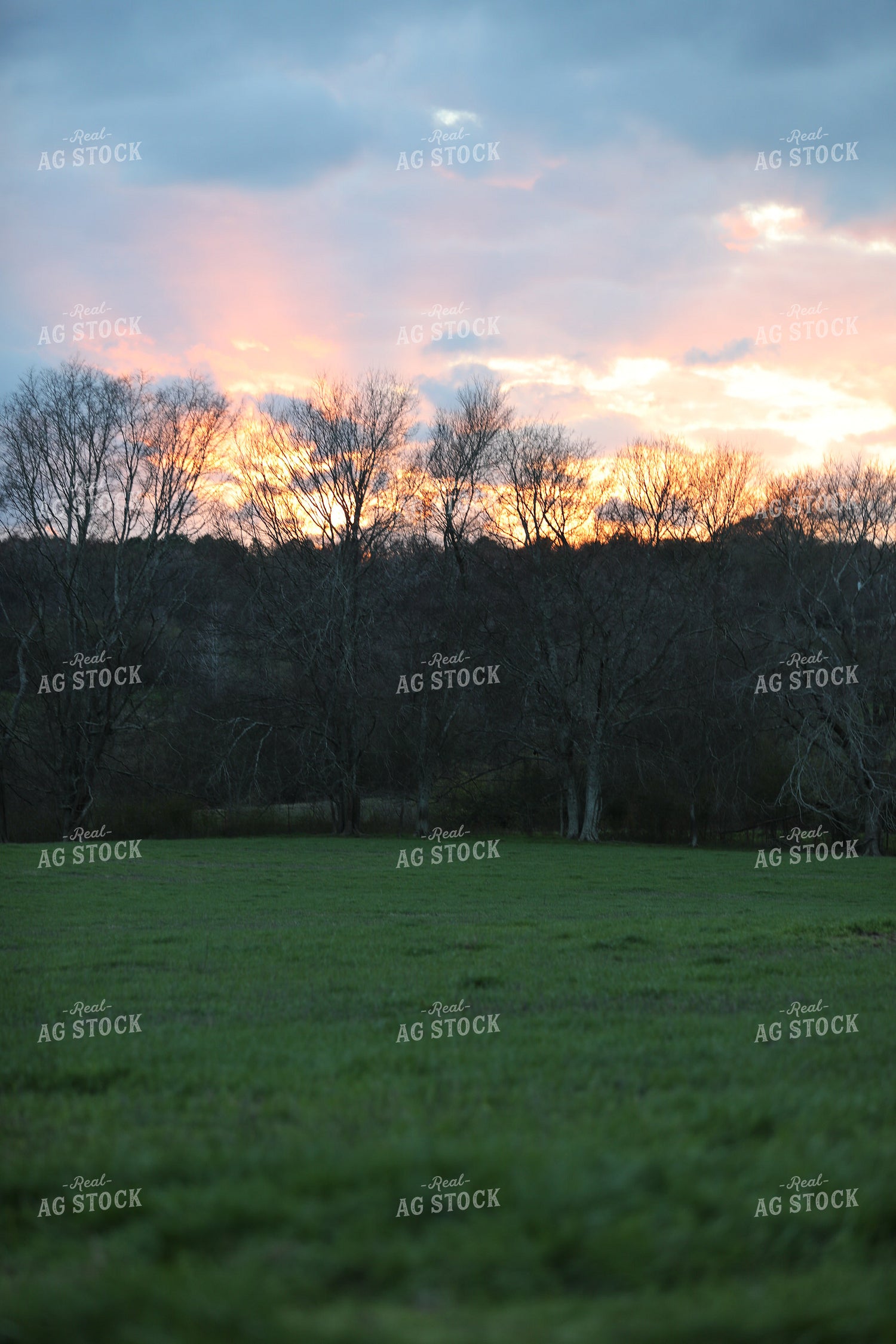 Pasture at Sunset 262011