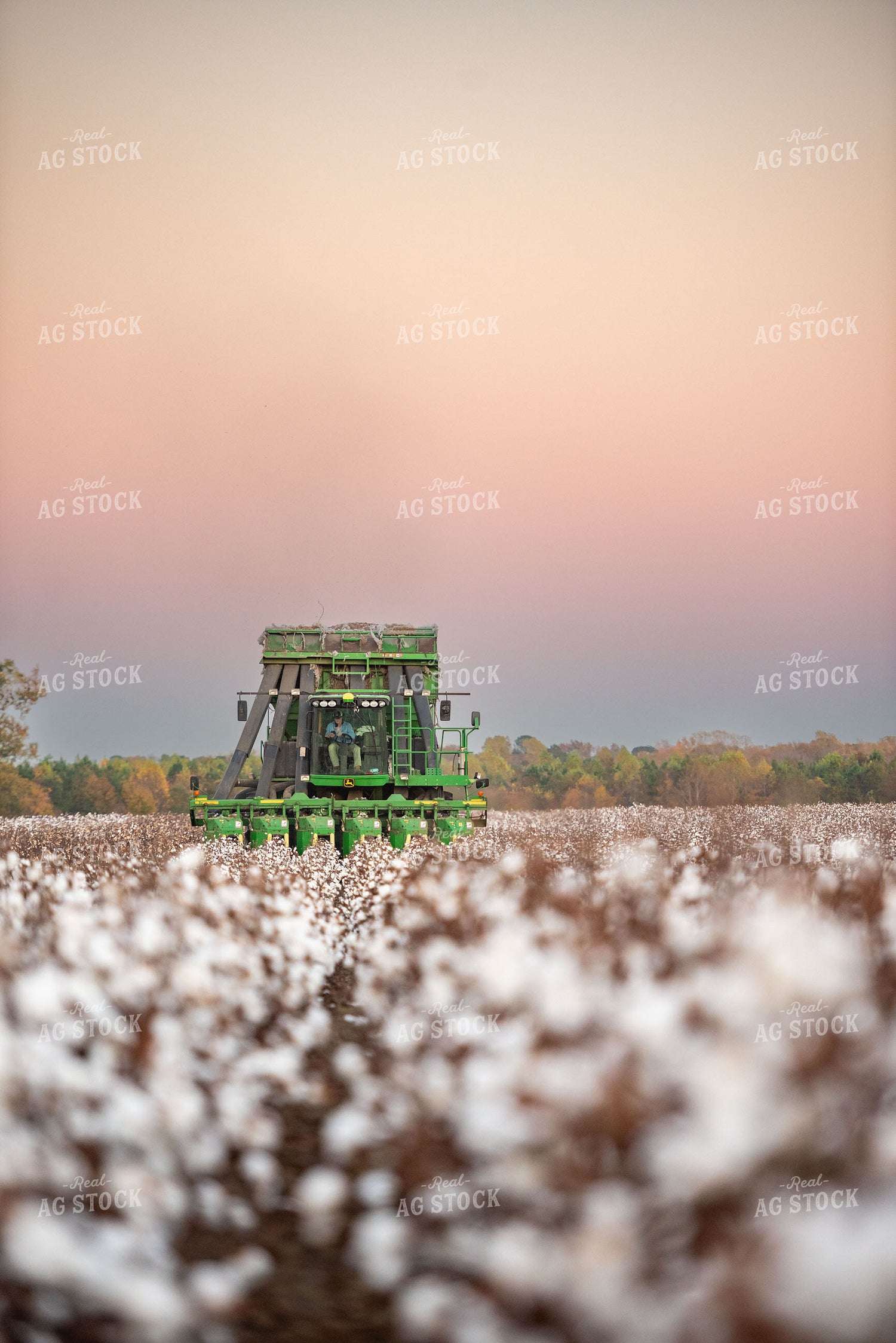 Cotton Harvest 136170