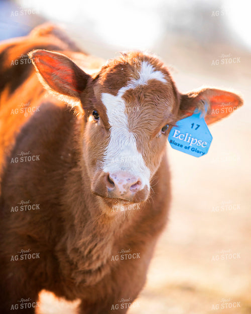 Hereford Cow 55138