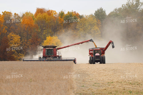 Soybean Harvest 109114