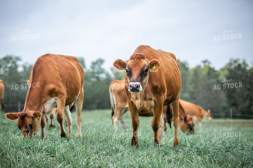 Jersey Cattle on Pasture 270482