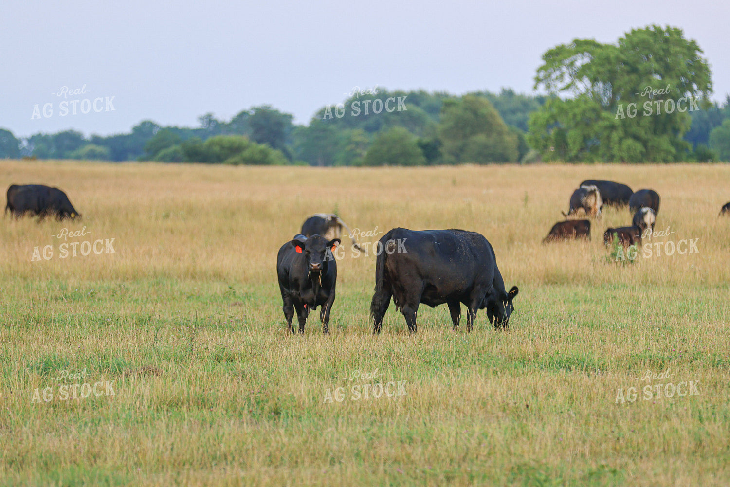 Cattle on Pasture 160242