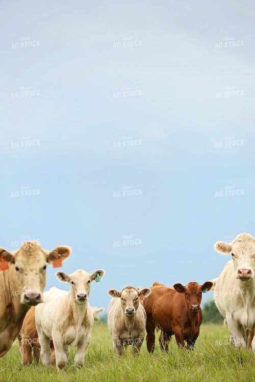 Cattle in Pasture 127017