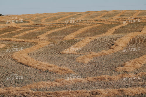 Cut Straw 187073
