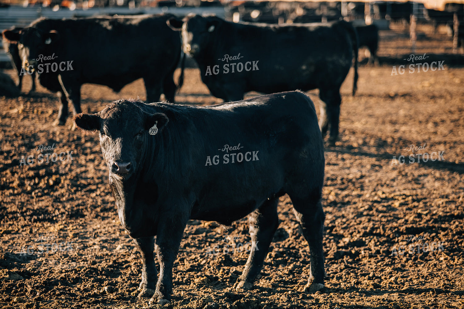 Steers in Feed Lot 53062