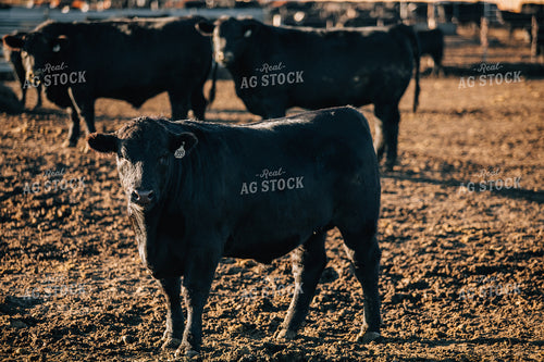 Steers in Feed Lot 53062
