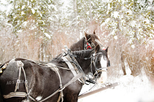 Horses Hitched to Cart 69033