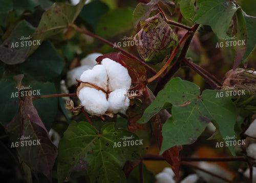 Cotton Plant 265004
