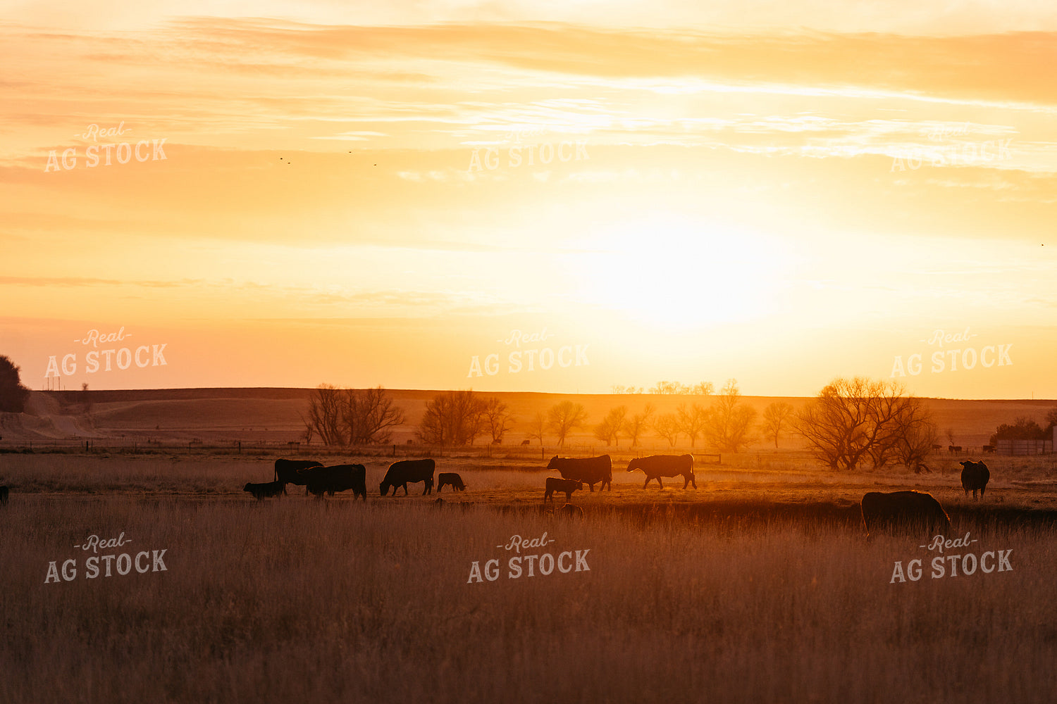 Cattle at Sunset 68314