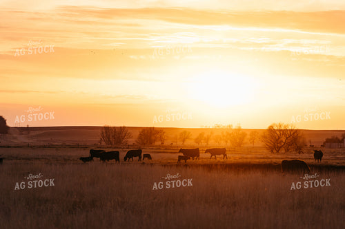 Cattle at Sunset 68314